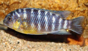 Tropheops gracilior 'Lutara Reef' (Cove Mountain)